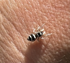 Salticus austinensis