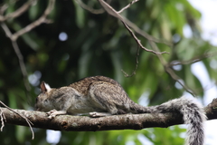 Sciurus variegatoides bangsi