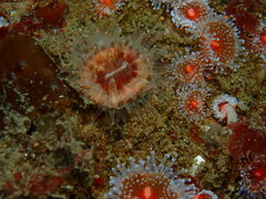 Paracyathus stearnsii