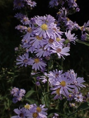 Symphyotrichum laeve