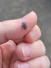 Otiorhynchus rugosostriatus