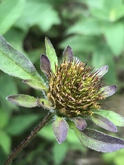Bidens vulgata