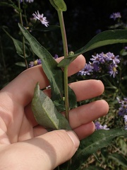 Symphyotrichum laeve