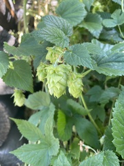 Humulus