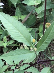 Bidens vulgata