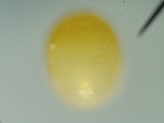 Ommatius floridensis