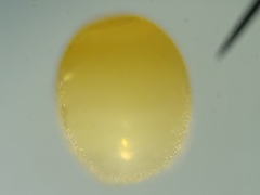 Ommatius floridensis