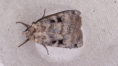 Xestia normanianus