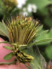Bidens vulgata