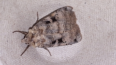 Xestia normanianus