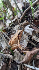 Rana ornativentris