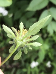 Bidens vulgata