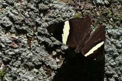 Colobura dirce