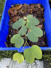 Bauhinia