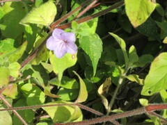 Ruellia humilis