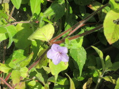 Ruellia humilis