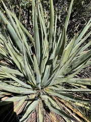 Yucca baccata