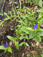 Gentiana clausa