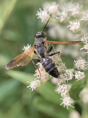 Tachytes guatemalensis