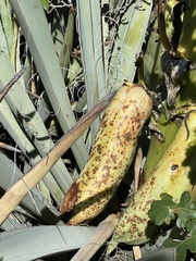 Yucca baccata