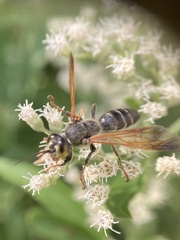 Tachytes guatemalensis