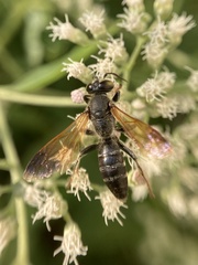 Tachytes guatemalensis