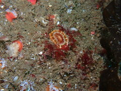 Paracyathus stearnsii