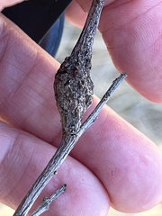 Gnorimoschema baccharisella