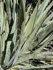 Yucca baccata