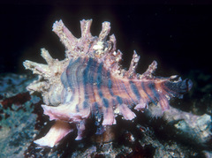 Chicoreus insularum