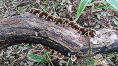 Daedaleopsis styracina