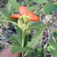 Sphaeralcea fendleri