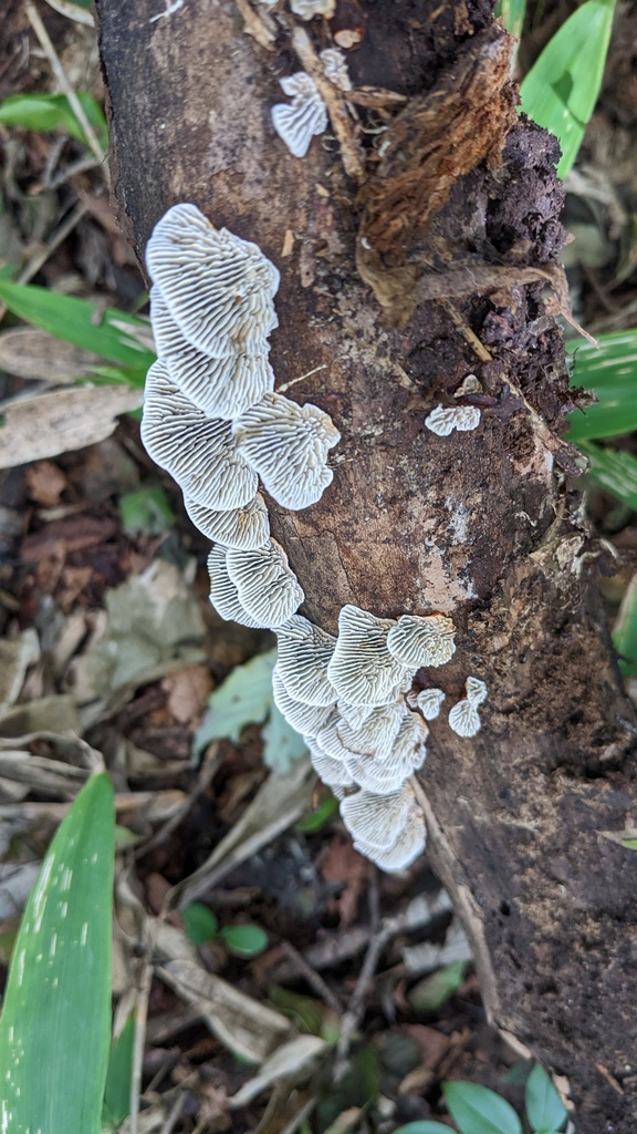 Daedaleopsis styracina · September 2022 · photo: © atsushi_nakajima_cirque (iNaturalist, cc-by)