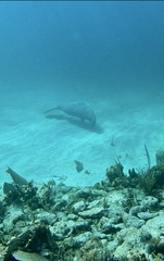 Trichechus manatus