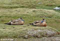 Lophonetta specularioides