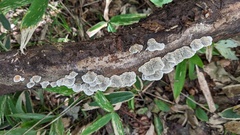 Daedaleopsis styracina