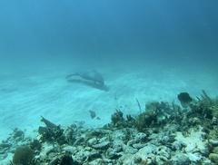 Trichechus manatus