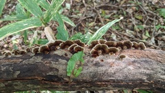 Daedaleopsis styracina