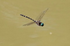 Macromia pacifica × taeniolata