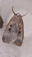 Xestia normanianus