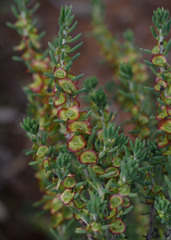 Maireana platycarpa