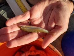 Phenacobius mirabilis