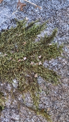 Callicladium imponens