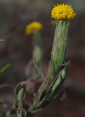 Podotheca gnaphalioides