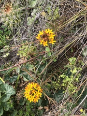 Quinchamalium chilense