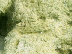 Ctenogobiops pomastictus