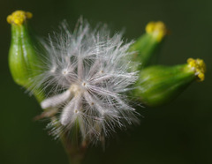Senecio glossanthus