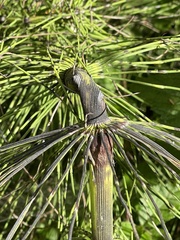 Equisetum telmateia
