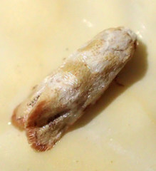 Platphalonidia plicana