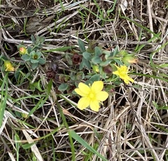 Hypericum humifusum